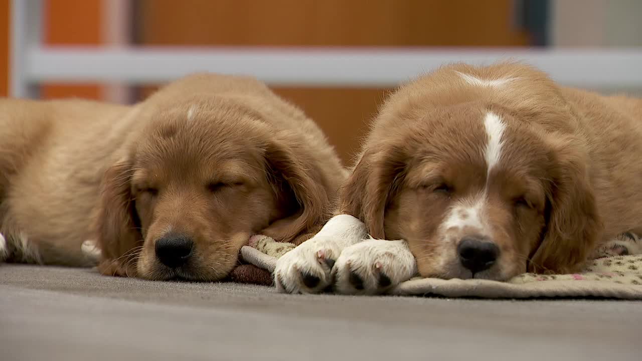 36 dogs rescued from unlicensed breeder in Cass County — St. Cloud Community news
